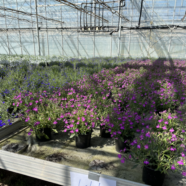 Lobelia